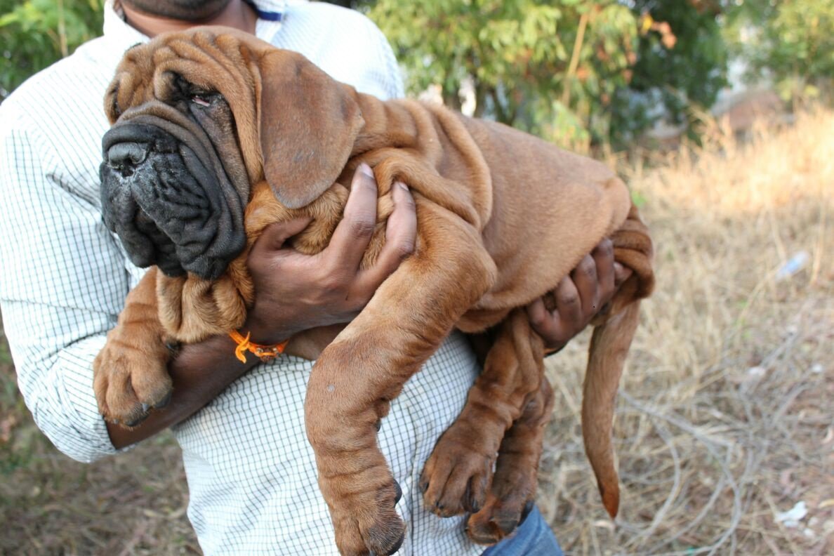 These Images Of A Korean Mastiff That Costs Rs 1 Crore Are Just Adorable