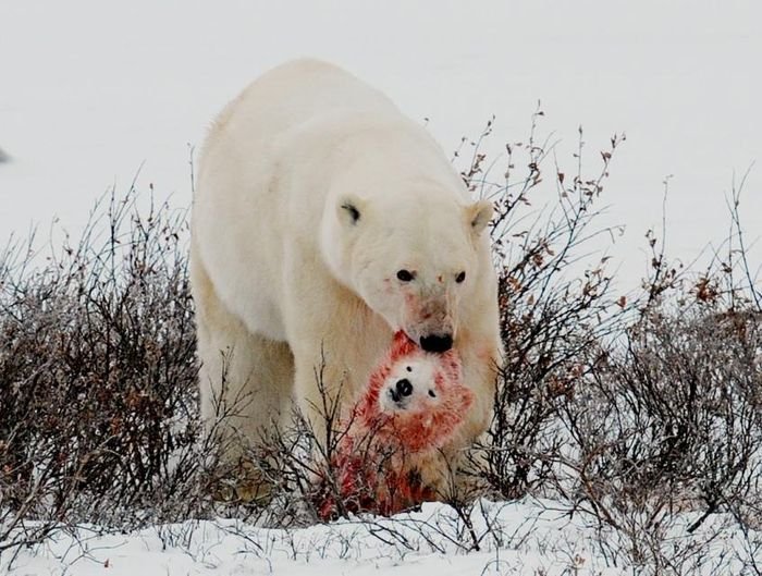 Polar Bears Are Dying, Surviving Ones Are Starving. You Need To Be Worried