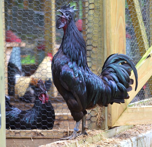 32+ Ayam Cemani Chicken Meat Background