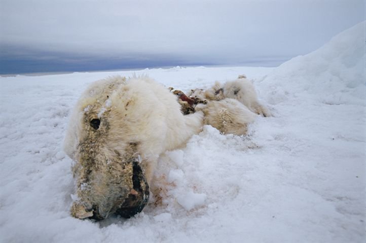 This Picture Of A Starved, Sickly Polar Bear Grabs The World’s