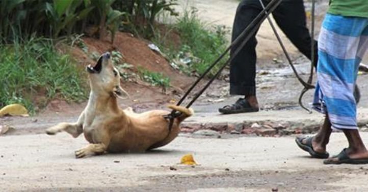 Keralaâ€™s Decision To Kill Stray Dogs Triggers Worldwide Protest And