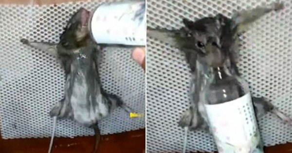 Human Torture With Rats : The inquisitor out to get a confession places a f...