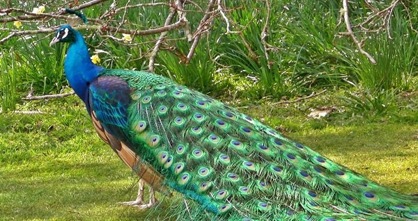 national-bird-or-vermin-goa-cm-rules-out-inclusion-of-peacocks-in-list