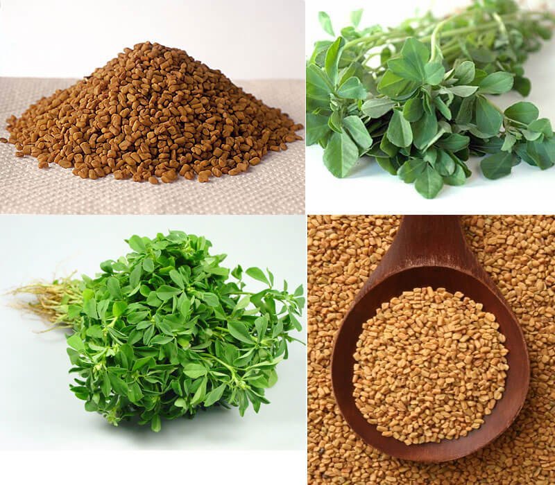 thyme in hindi