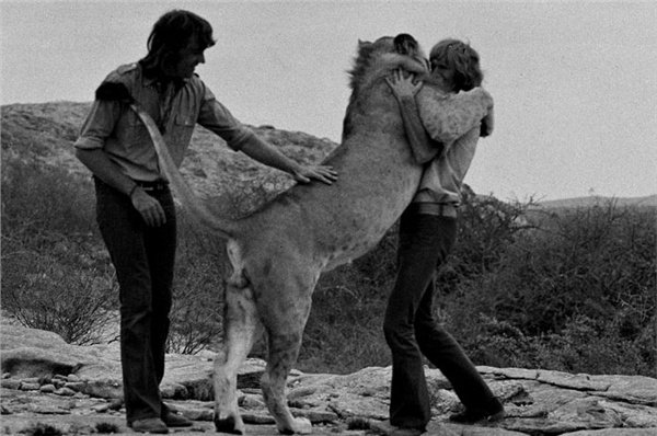 This Lion’s Emotional Reunion With The Men Who Raised Him Will Make You Shed Tears Of Joy