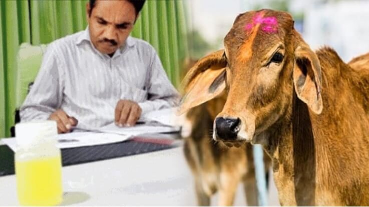 Research papers cow urine