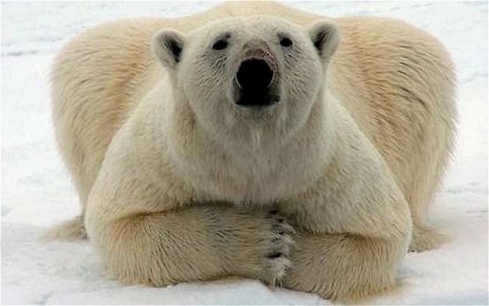 Polar Bears Are Dying, Surviving Ones Are Starving. You Need To Be Worried