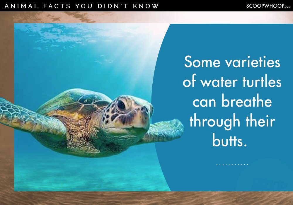 25-random-facts-about-random-animals-for-people-who-appreciate-random