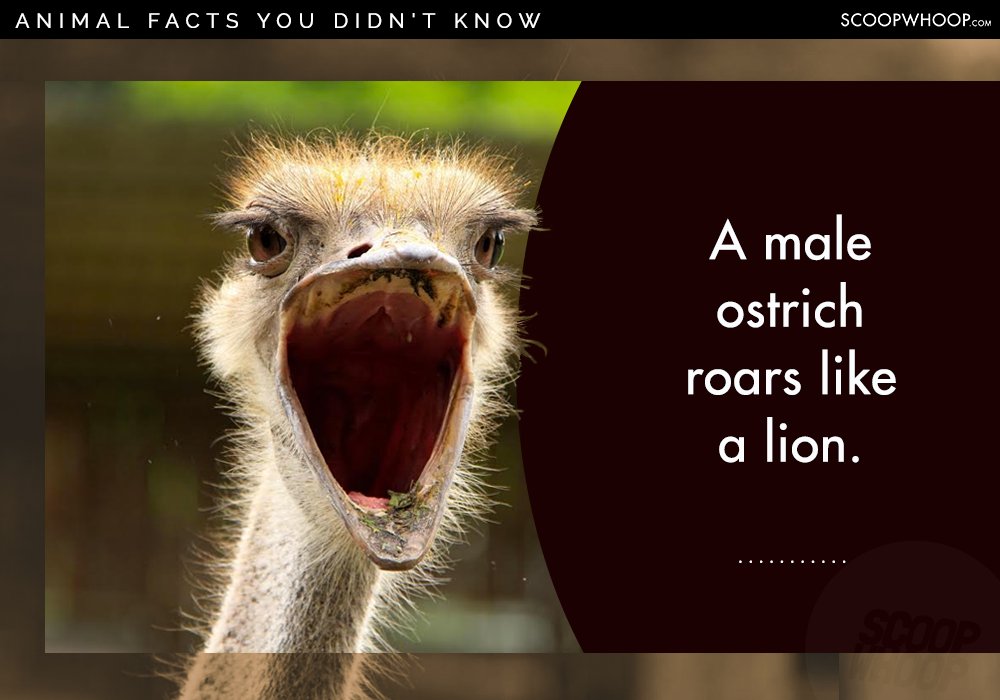 25 Random Facts About Random Animals For People Who Appreciate Random 