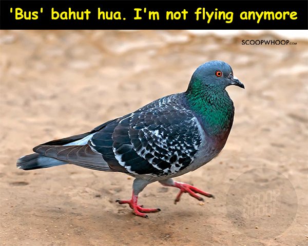 A Tamil Nadu Conductor Was Fined Because He Allowed A Pigeon To Travel 