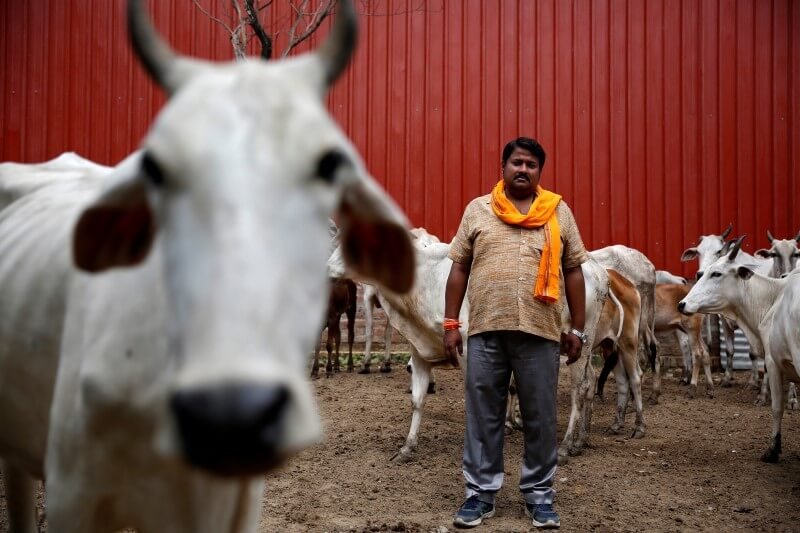 Holy Cows And Hindu Crusaders Cloud Modi S Indian Reform Drive   622523677.JPG