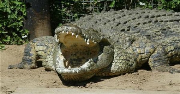 Crocodiles Will Guard Indonesia’s Drug Convicts Because They Can’t Be ...