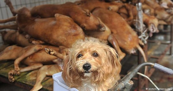 Defying World-Wide Protests, China’s Barbaric Yulin Dog Meat Festival ...