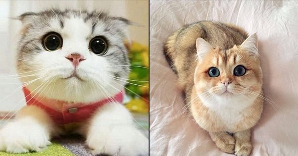 You’ve Been Aww-Ed By Puppy Eyes Before, Now It’s Time To Adore Kitty Eyes