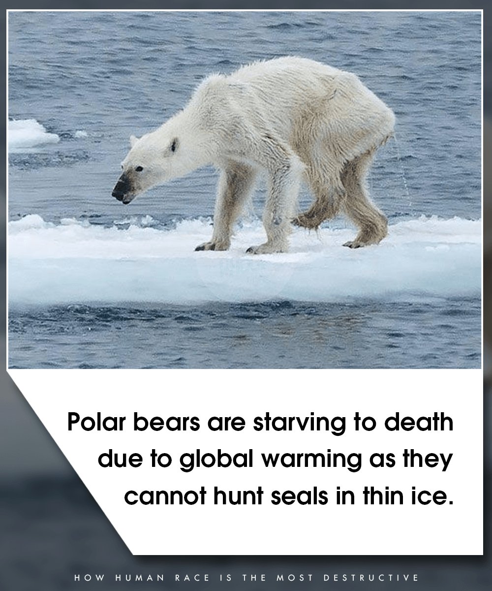 15-uncomfortable-facts-about-humans-killing-other-species-that-prove-we