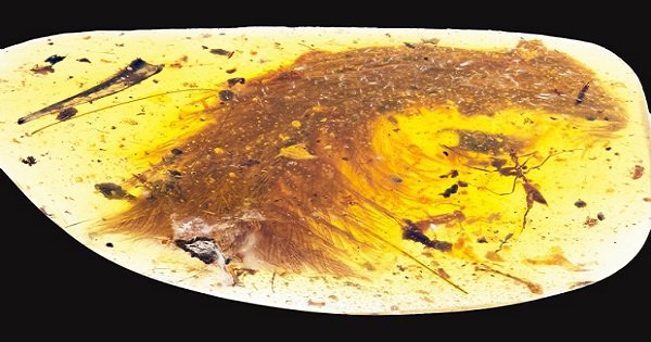 dinosaur tail preserved in amber