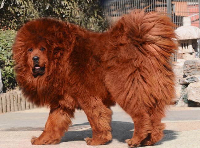 These 15 Animals Are The Most Expensive Pets In The World They Will Empty Your Life Savings - cat and dog morph roblox