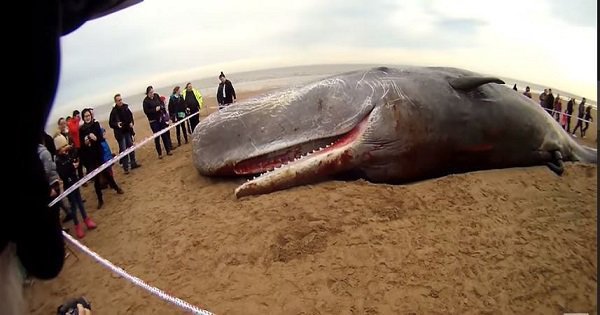 Twitterati Slam Activists Who Spray Painted Dead Whales On UK Beach