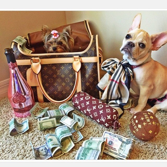 These Rich Dogs Of Instagram Lead Far Better Lives Than Us & We Can’t ...