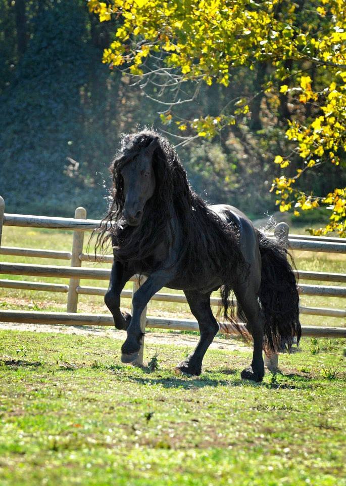 Look at That Mane! Meet Frederick the Great, the Most Gorgeous Horse Alive