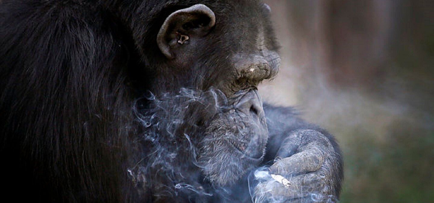 This Chimpanzee In A North Korean Zoo Smokes A Pack Of Cigarettes A Day