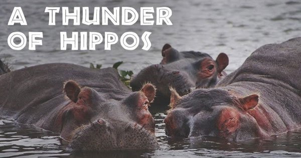 25 Of The Coolest Animal Group Names That Are Weird Funny At The Same 