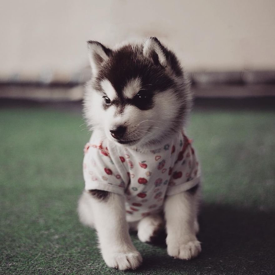 clothes for husky dogs