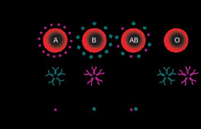 Did You Know One Of The Rarest Blood Types Is Called The Bombay Blood ...