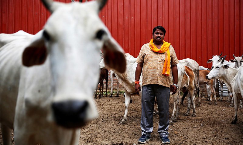 Carcasses Of 18 Cows, Oxen Recovered From Animal Dumping Ground In Punjab