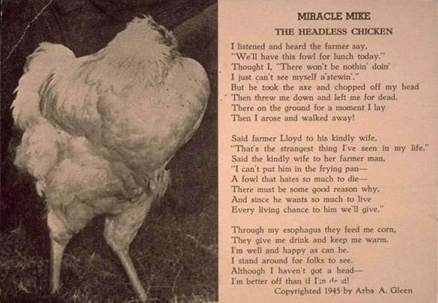 Have You Heard The Legend Of Miracle Mike The Headless Chicken Who 