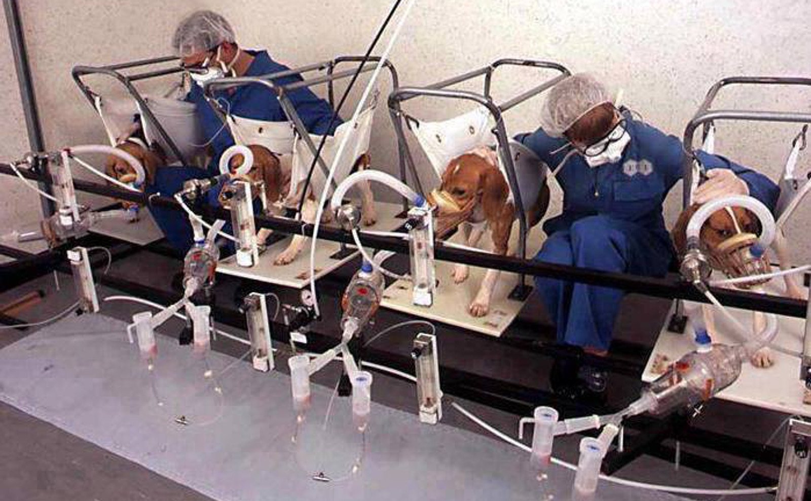 Pictures Of Animals Being Tested On at Peter Rosenberger blog