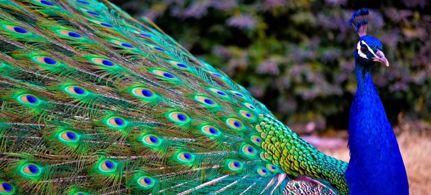 these-incredible-photos-of-the-majestic-peacock-in-full-flight-are-stunning