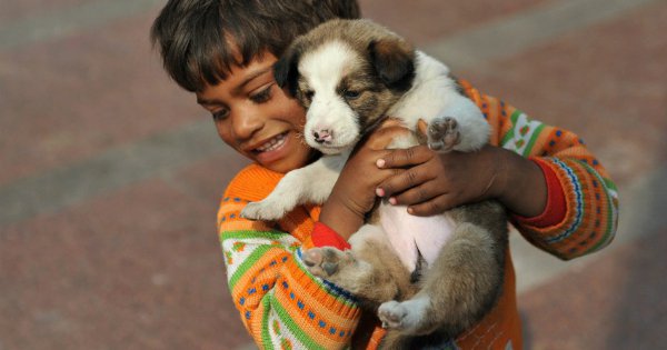 Protect Animals from Human Cruelty 5 NGOs That Are Trying