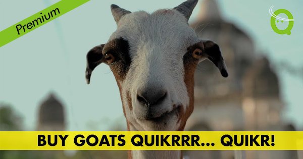 Would You Believe You Can Buy Goats Online This Bakrid 