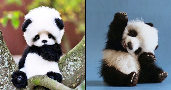 Just Cute Af Pictures Of Panda Babies That Make Sure You Don T Get Any Work Done Today