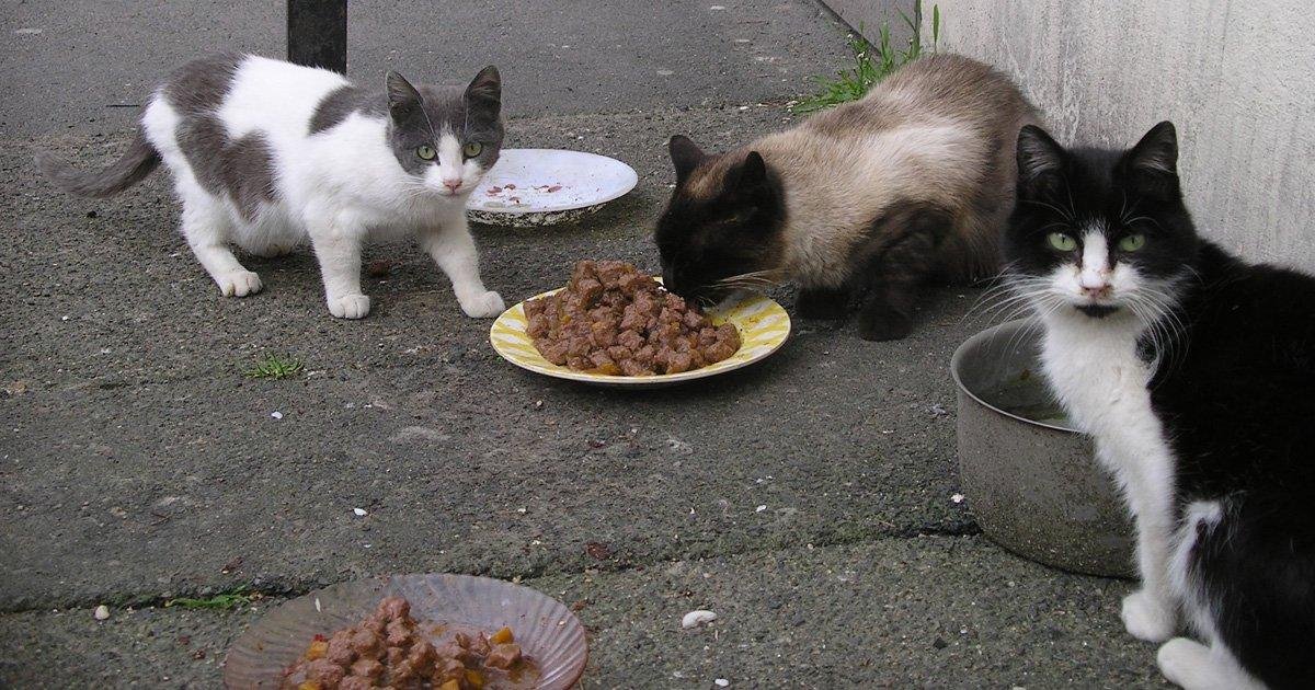 What To Feed The Stray Animals? 12 Ways To Feed Strays Animals