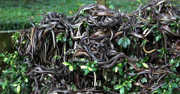 Brazil’s Creepy Snake Island Is Off Limits To Humans Because, Death AF