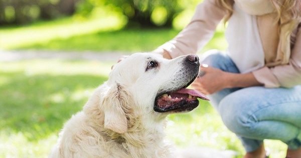 this-cafe-in-america-gives-interns-100-hour-to-play-with-dogs-here