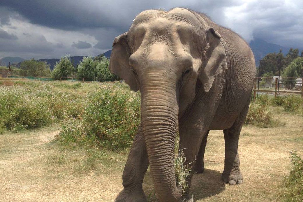 20 Fascinating Facts You Didn’t Know About Elephants, One Of The Most