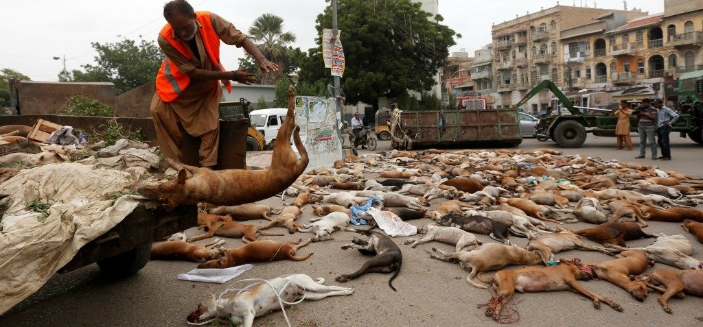 animal cruelty travel india