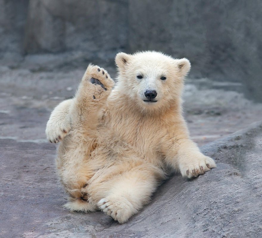 24 Pics Of Adorable Polar Bear Cubs Chilling Out In The Snow Showing Us How To Have A Good Time 