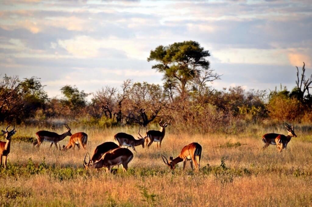 Национальный парк каким названием есть в африке. Крюгер парк ЮАР. Парк Крюгера Саванна. Национальный парк Крюгер (Kruger National Park). Национальный парк Крюгера ЮАР животные.