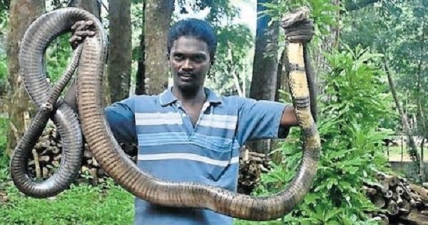 Vava Suresh Is Known As ‘The Snake Man’ Of Kerala. This Is His Story