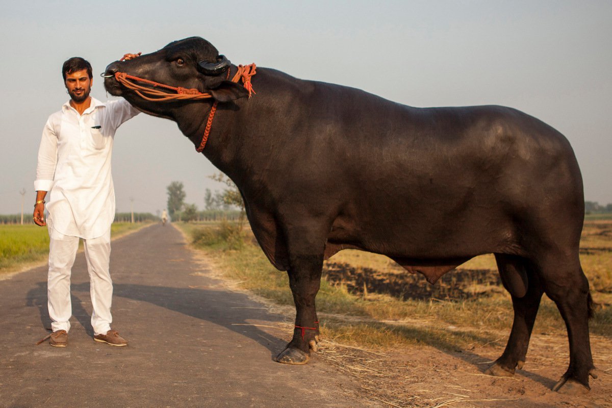 meet-yuvraj-the-indian-bull-whose-semen-sells-for-millions-every-year