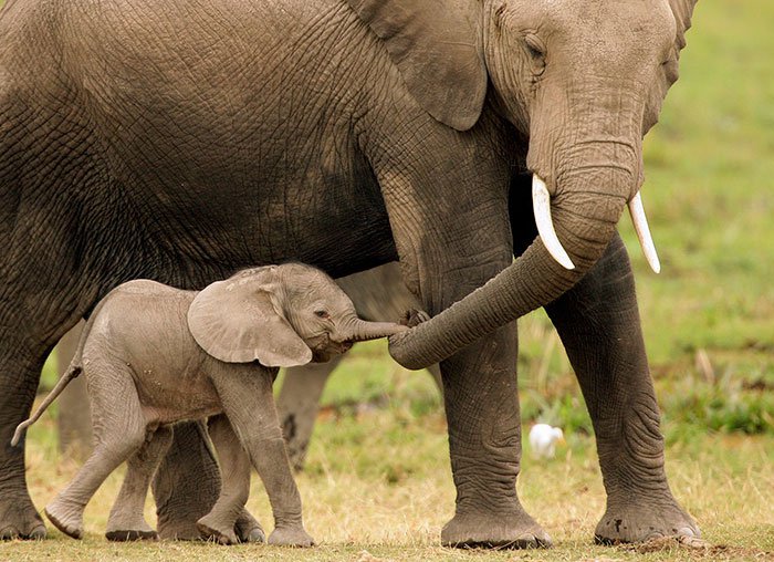 18 Cute Pictures Of Baby Elephants