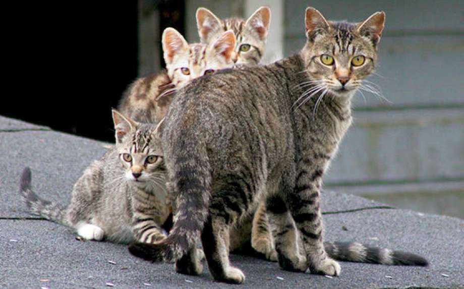 australia-is-planning-to-kill-2-million-feral-cats-by-airdropping