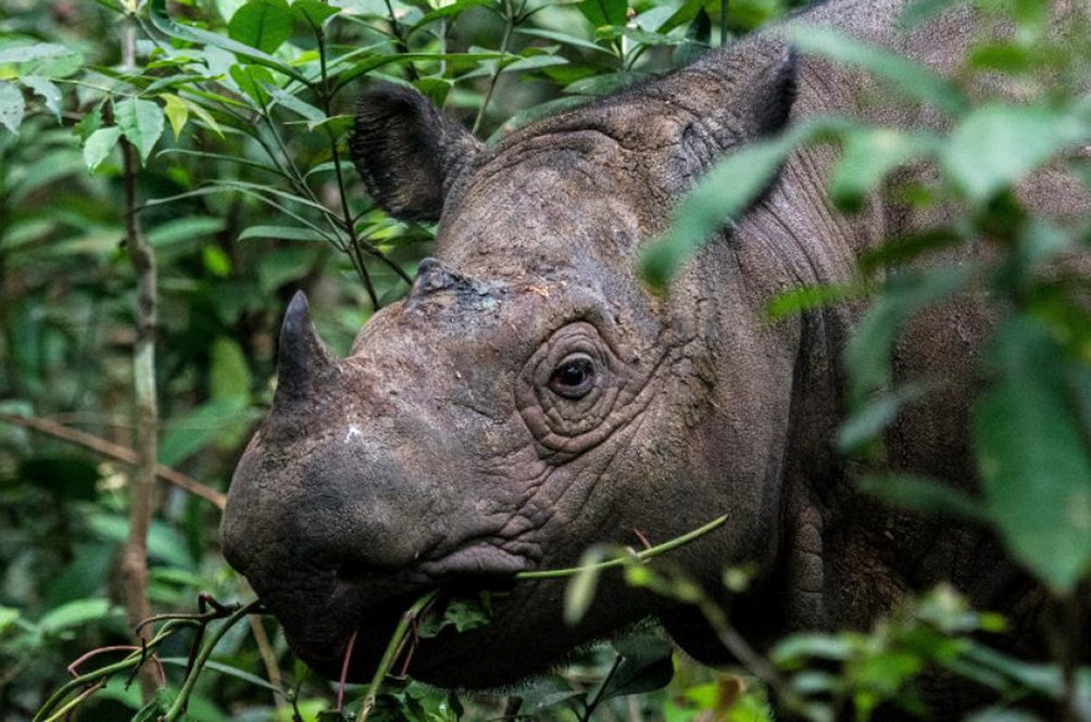 The Last Male Sumatran Rhino In Malaysia Has Died, Leaving Behind Just ...