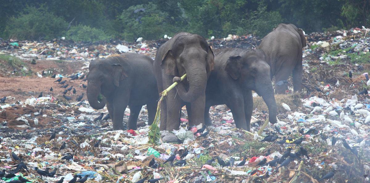 The image shared on Facebook shows a leopard chewing on plastic waste