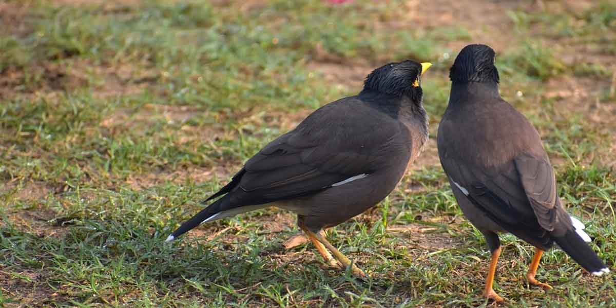 Birds