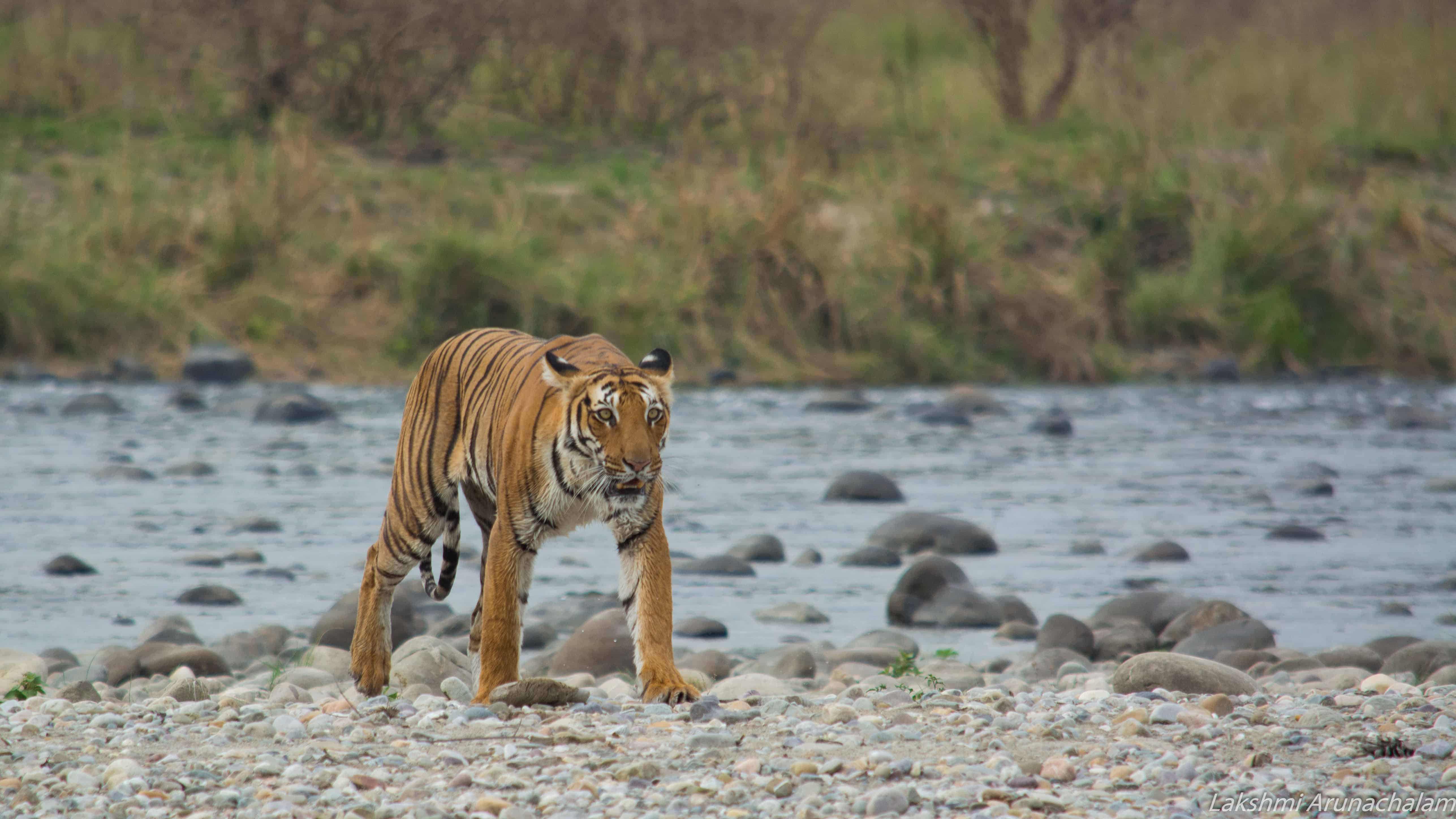 jim corbett t shirts